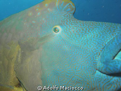 Napoleon wrasse by Adolfo Maciocco 